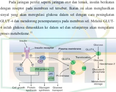 Gambar 3 Jalur transduksi sinyal insulin pada otot rangka. 11 Sumber : Harrison’s Principles Of Internal Medicine 18th  