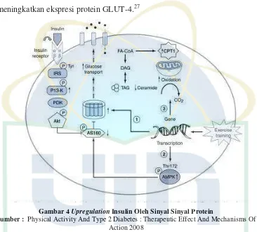 Gambar 4 Upregulation Insulin Oleh Sinyal Sinyal Protein 