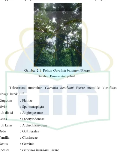 Gambar 2.1  Pohon Garcinia benthami Pierre 
