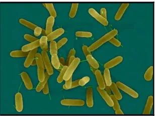 Gambar 6. Bakteri Pseudomonas aeruginosa  