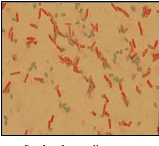 Gambar 8. Bacillus cereus 