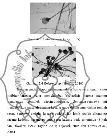 Gambar 2.3 Mucor sp. (Georg, 1955)