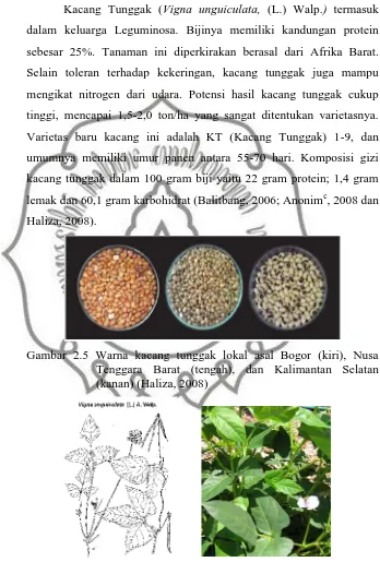 Gambar 2.5 Warna kacang tunggak lokal asal Bogor (kiri), NusaTenggara Barat (tengah), dan Kalimantan Selatan