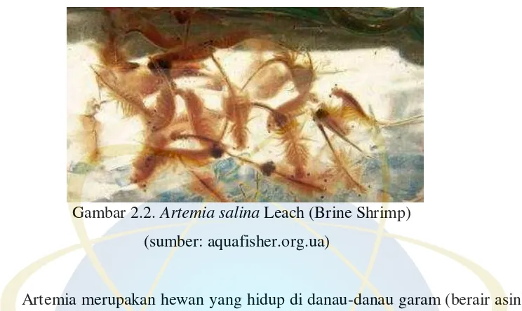 Gambar 2.2. Artemia salina Leach (Brine Shrimp) 
