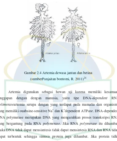 Gambar 2.4 Artemia dewasa jantan dan betina 