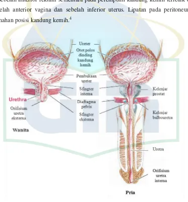 Gambar 2.3 Anatomi kandung kemih pria dan wanita Sumber: Martini, Frederic. Fundamental of Anatomy and Physiology