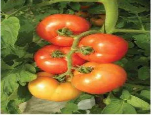 Gambar 1. Tomat 