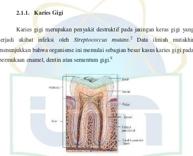 Gambar 2.1 Anatomi Gigi. Sumber: Kidd, Edwina A.M, Joyton, Sally, Bechal.10 