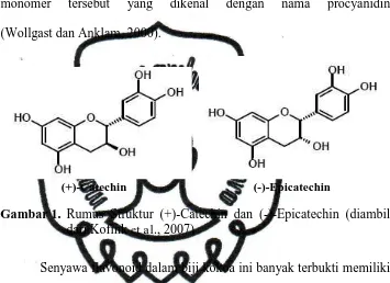 Gambar 1.  Rumus Struktur (+)-Catechin dan (-)-Epicatechin (diambil dari Kofink et al., 2007) 