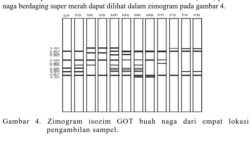 Gambar 4. Zimogram isozim GOT buah naga dari empat lokasi pengambilan sampel. 