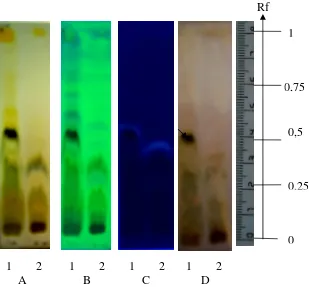 Gambar 6. Kromatogram hasil KLT hasil partisi ekstrak kloroform daun Ambre deteksi dengan (A) sinar tampak (B) UV254  (C) UV366 (D) serium (IV) sulfat Fase diam   : Silika Gel GF254 Fase gerak  : Kloroform (CHCl3) Jarak pengembangan : 8 cm Keterangan   : 1