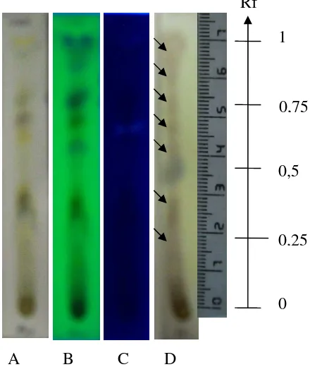 Gambar 7. Profil KLT hasil partisi ekstrak kloroform daun Ambre larut wasbensin  deteksi dengan (A) sinar tampak (B) UV254 (C) UV366 (D) serium (IV) sulfat  Fase diam   : Silika Gel GF254  Fase gerak  : Kloroform (CHCl3)  Jarak Pengembangan : 7 cm 