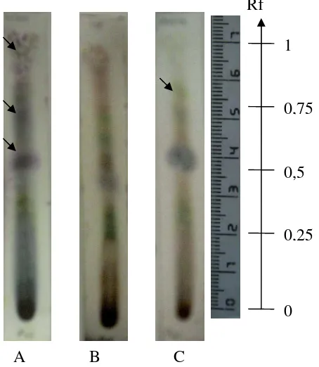 Gambar 8. Profil KLT hasil partisi ekstrak kloroform daun Ambre larut wasbensin  deteksi dengan (A) Vanilin- H2SO4   (B) Liebermenn-burchard (C) FeCl3 Fase diam   : Silika Gel GF254 Fase gerak  : Kloroform (CHCl3) Jarak Pengembangan : 7 cm 