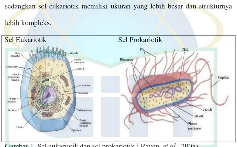 Gambar 1. Sel eukariotik dan sel prokariotik ( Raven, et al., 2005) 