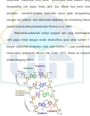 Gambar 2. Struktur DNA (http://www.websters-online-dictionary.org) 