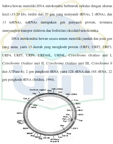 Gambar 5. Tampilan skematik dari DNA mitokondria vertebrata (Pereira, S.  Luiz, 2000) 