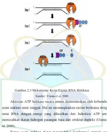 Gambar 2.3 Mekanisme Kerja Enzim RNA Helikase 