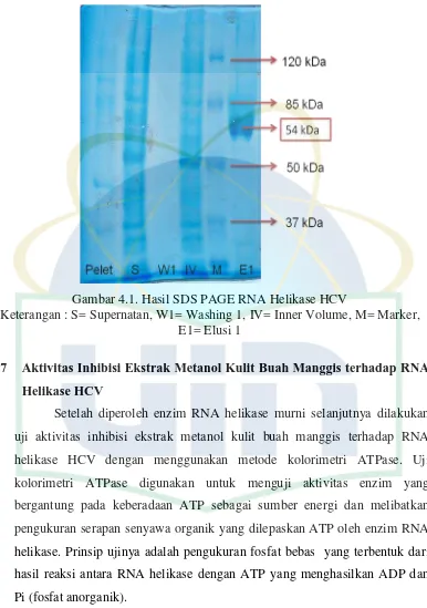 Gambar 4.1. Hasil SDS PAGE RNA Helikase HCV 