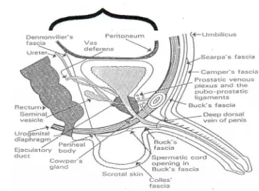 Gambar 1. Letak Anatomis Kelenjar Prostat. (Furqan, 2003) 