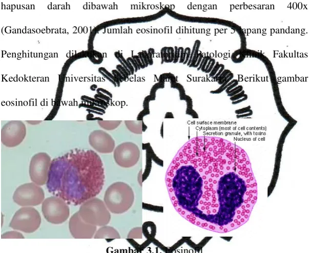 Gambar 3.1. Eosinofil 