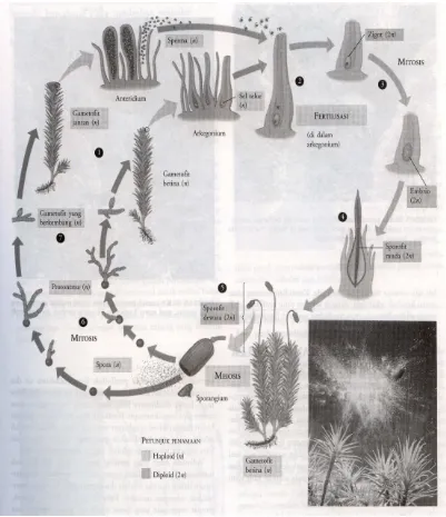 Gambar 2. Siklus hidup lumut daun yang memperlihatkan  suatu pergiliran generasi haploid dan diploid Moss ( Sumber : Campbell, 2003 : 161)  