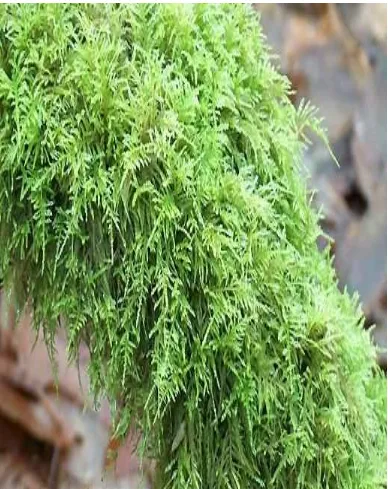 Gambar 3. lumut daun ( Moss) , merupakan contoh lumut yang termasuk Divisi Briofita (Sumber :www.thebeautifulbritishcolumbia.com/.../Moss.htm)  