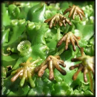 Gambar 4. Marchantia polymorpha.Sumber :http://www.chilebosque.cl/moss/marchantia_polymorpha.html  termasuk lumut hati                                          