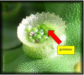 Gambar 5, Mangkuk gemmae berfungsi dalam reproduksi aseksual lumut hati(Marchantia polymorpha) 