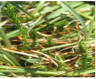 Gambar 7. Paku rane (Selaginella selaginoides) berbentuk herba (tidak berkayu). (Sumber :http://www.picsearch.com/info.cgi?q=Selaginella)  