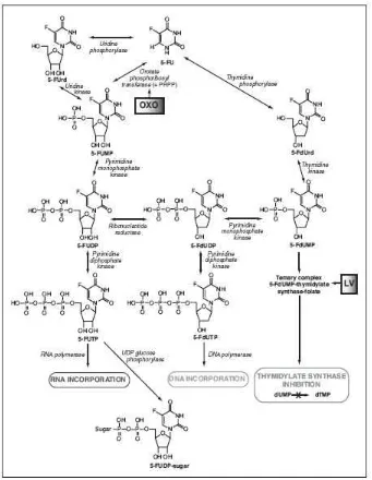 Gambar 2.1. Metabolisme 5-FU (Malet-Martino dan Martino, 2002) 