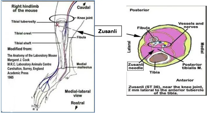 Gambar 2.2.  Titik Zusanli pada tikus                      (Acupunture Course, 1997) Gambar 2.3