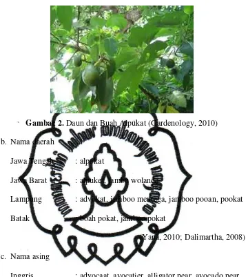 Gambar 2. Daun dan Buah Alpukat (Gardenology, 2010) 