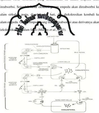 Gambar 1. Jalur Transportasi Lipid – Jalur Endogen dan Eksogen (Brown 