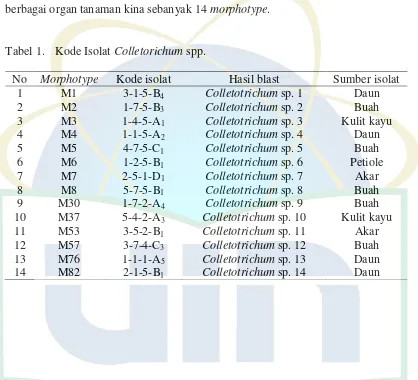 Tabel 1. Kode Isolat Colletorichum spp. 