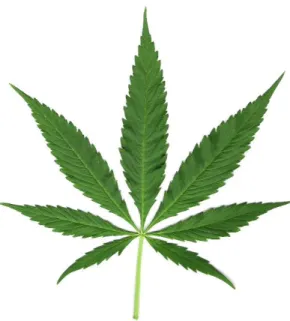 Gambar 1. Ganja (Cannabis) (Wikipedia, 2015). 