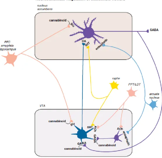 Gambar 2. Pengaturan neurotransmitter sistem reward mesolimbik (Stahl, 2013). 