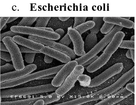 Gambar 9. Bakteri Escherichia coli 
