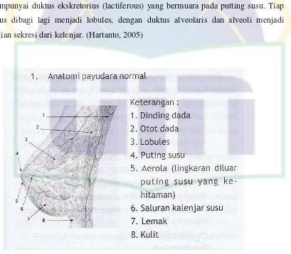 Gambar 2.1 Anatomi normal payudara (Hall, 2007) 