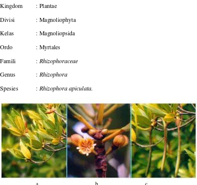 Gambar 2. Daun  R. apiculata (a), Bunga R. apiculata (b), dan propagul  R. apiculata (c) 