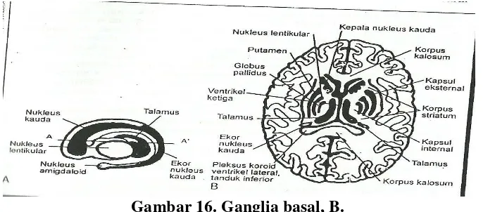 Gambar 17. Potongan midsagital otak 