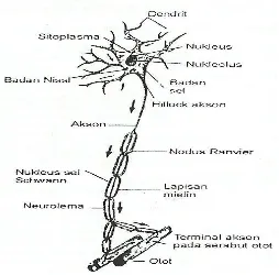 Gambar 18. Struktur khas neuron multipolar. 
