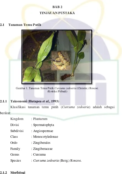 Gambar 1. Tanaman Temu Putih  Curcuma zedoaria (Christm.) Roscoe.  