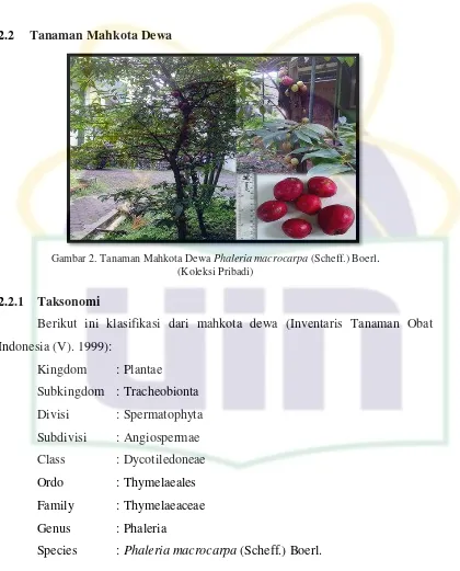 Gambar 2. Tanaman Mahkota Dewa Phaleria macrocarpa (Scheff.) Boerl. 