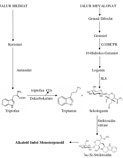 Gambar 3. Biosintesis alkaloid indol monoterpenoid dari triptofan (Kutchan, 1995;Shanket al., 1998).