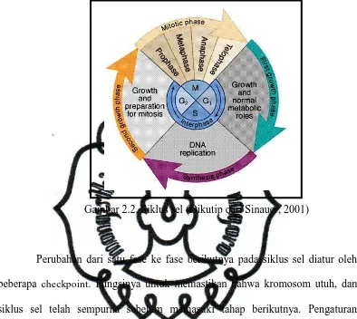 Gambar 2.2. Siklus sel (Dikutip dari Sinauer, 2001) 