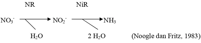 Tabel 8. Rata-rata kadar ANR (mol nitrat/gram jaringan bahan tiap jam) tanaman C. edulis Ker