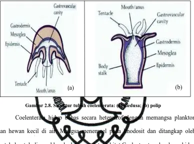 Gambar 2.8. Struktur tubuh coelenterata: (a) medusa; (b) polip  Coelenterata hidup bebas secara heterotrof dengan memangsa plankton 