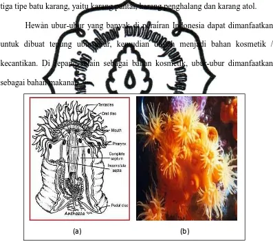 Gambar 2.13. Anemon laut (a) struktur tubuh (b) morfologi  