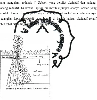 Gambar 2.1 Penampang profil tanah sawah menurut Sanchez (1993) 