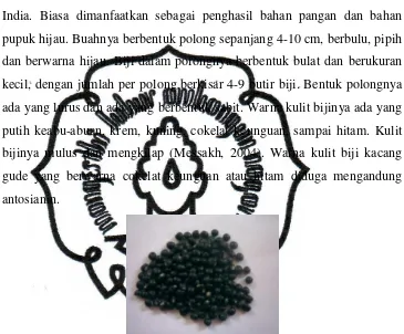 Gambar 2.1 Biji Kacang Gude Hitam 